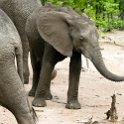 ZMB EAS SouthLuangwa 2016DEC09 KapaniLodge 033 : 2016, 2016 - African Adventures, Africa, Date, December, Eastern, Kapani Lodge, Mfuwe, Month, Places, South Luanga, Trips, Year, Zambia